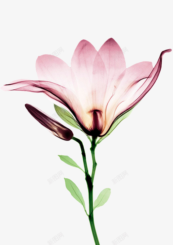 花儿png免抠素材_新图网 https://ixintu.com 植物 紫色透明花 花朵 装饰