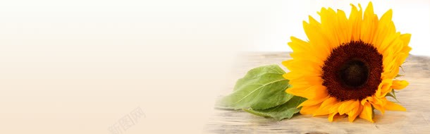 葵花jpg设计背景_新图网 https://ixintu.com 葵花
