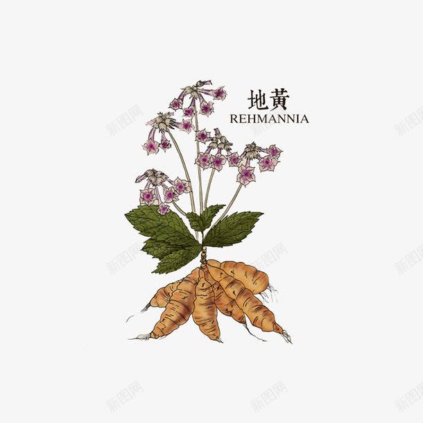 草药地黄png免抠素材_新图网 https://ixintu.com 手绘中药材