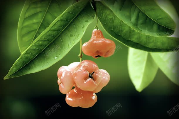 无花果植物摄影微距jpg_新图网 https://ixintu.com 摄影 无花果 植物