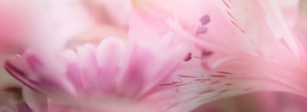 粉色花卉唯美背景bannerjpg设计背景_新图网 https://ixintu.com banner 唯美 粉色 背景 花卉