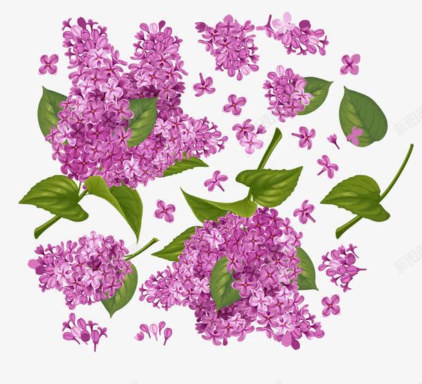 紫色丁香花无缝背景png免抠素材_新图网 https://ixintu.com 丁香花 植物素材 紫色 鲜花