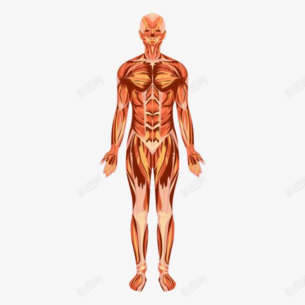 人体肌肉图png免抠素材_新图网 https://ixintu.com 人体 医学 医疗 矢量人体 肌肉