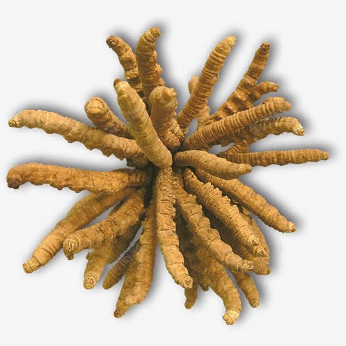 稀有药材冬虫夏草实物图png免抠素材_新图网 https://ixintu.com 养生 冬虫夏菜 实物 药材