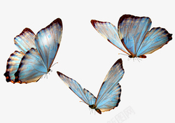 蝴蝶蝴蝶彩色真实3个高清图片
