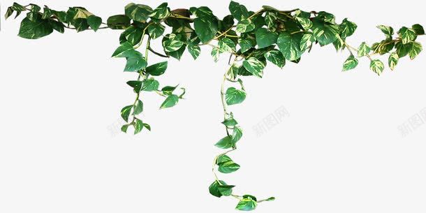 海报植物树叶效果小清新png免抠素材_新图网 https://ixintu.com 效果 树叶 植物 海报 清新 设计