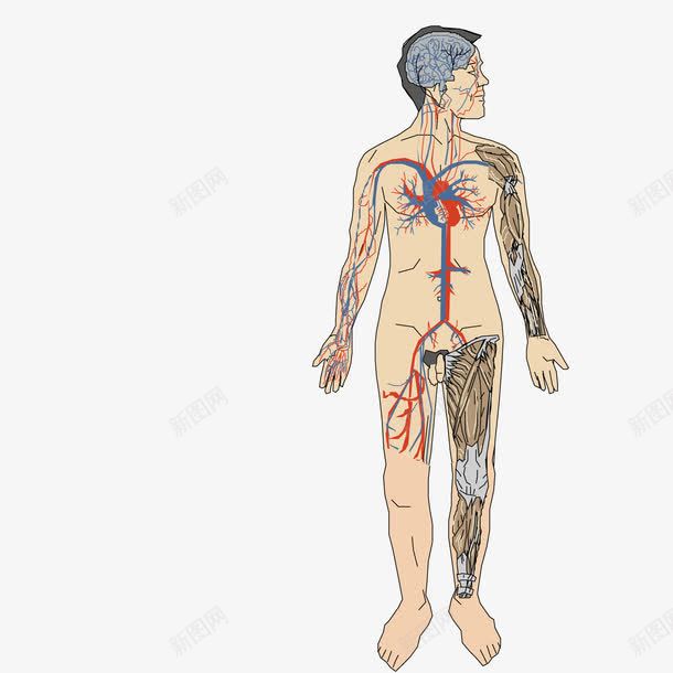 人体经络图png免抠素材_新图网 https://ixintu.com 人体 人体经络 经络 背部
