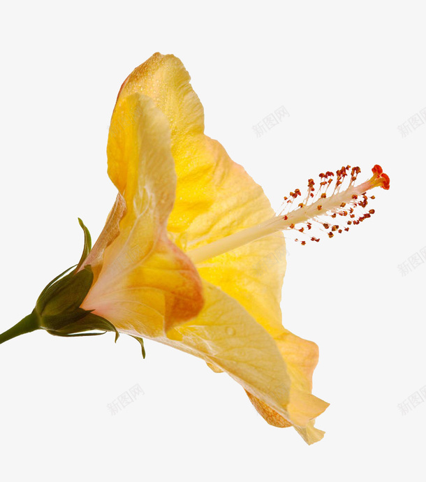 黄色木槿png免抠素材_新图网 https://ixintu.com 木槿 植物 花卉 黄色