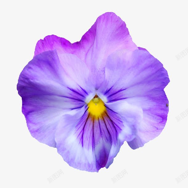 花束鲜花相框png免抠素材_新图网 https://ixintu.com 创意花卉图片 手绘花朵图片 抽象花朵 抽象花朵图片 花朵海报背景 鲜花图片 鲜花相框 鲜花素材