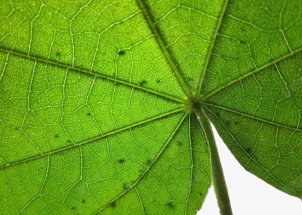 青绿色梧桐叶png免抠素材_新图网 https://ixintu.com 叶子素材 梧桐叶 植物树叶 绿色梧桐叶 装饰素材