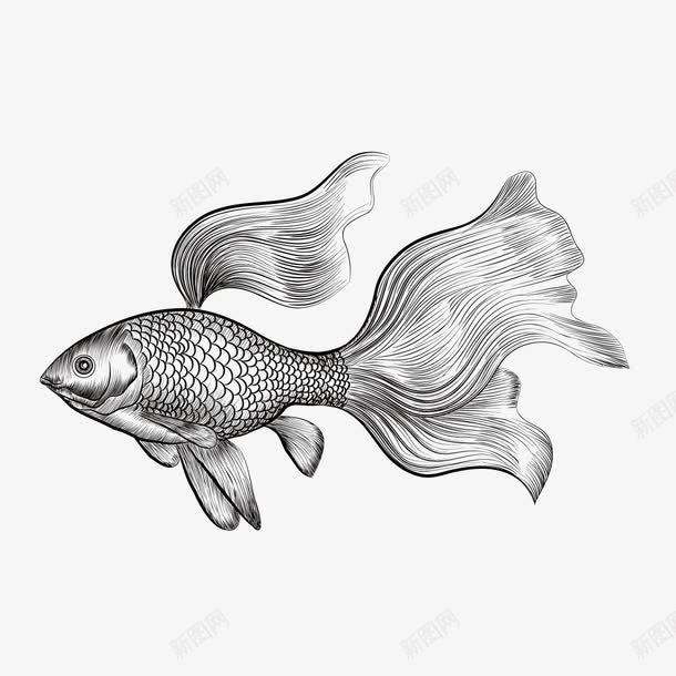 手绘斗鱼png免抠素材_新图网 https://ixintu.com 矢量鱼 金鱼 铅画 鱼鳍