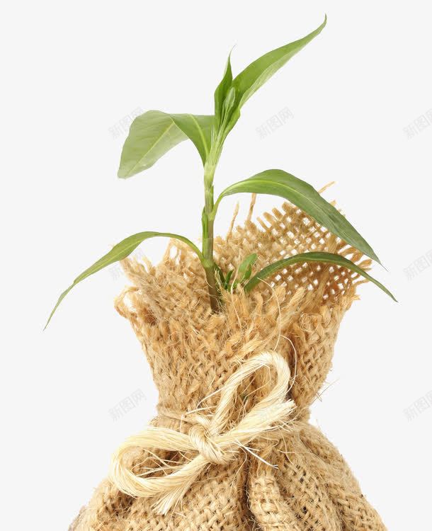 绿色植物png免抠素材_新图网 https://ixintu.com 叶子 草叶 草芽 麻布