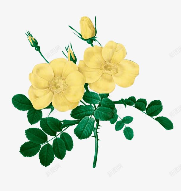 黄色的花png免抠素材_新图网 https://ixintu.com 叶子 矢量装饰 花 装饰 黄花