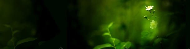 绿色花朵背景bannerjpg设计背景_新图网 https://ixintu.com banner 绿色 背景 花朵