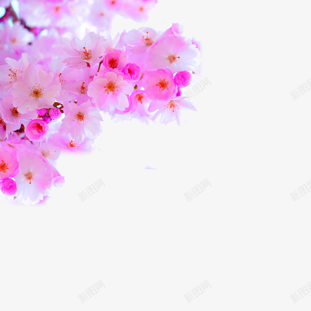 粉红色小清新桃花装饰图案png免抠素材_新图网 https://ixintu.com 免抠PNG 小清新 桃花 浪漫 粉红色 装饰图案