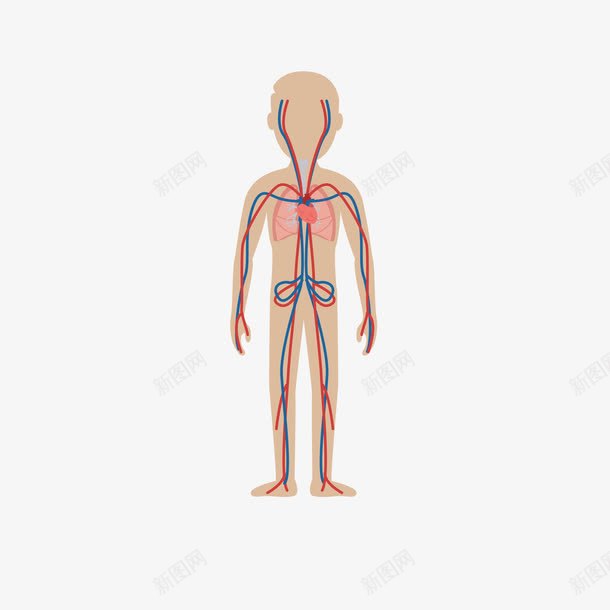 卡通人物人体血管png免抠素材_新图网 https://ixintu.com 人体 人体血管 人物 医疗 卡通 脏器 血管图案 血管矢量图