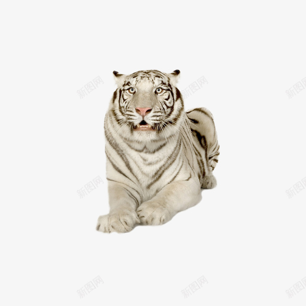 白色老虎png免抠素材_新图网 https://ixintu.com 猛兽 白老虎 老虎 黑白