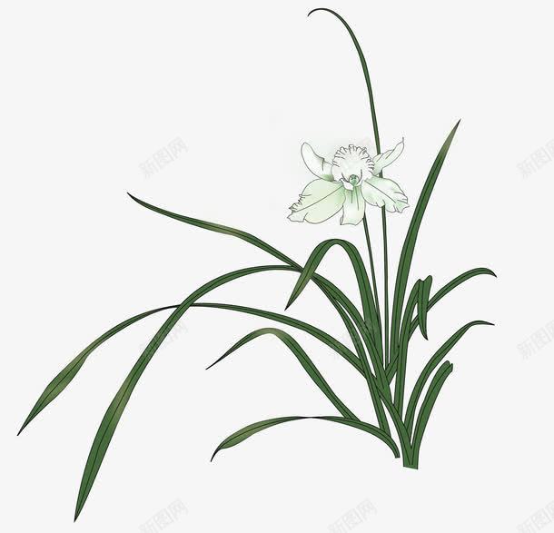 山中的兰花草矢量图ai免抠素材_新图网 https://ixintu.com 兰花 兰花素材 手绘兰花草 植物 矢量兰花素材 矢量图