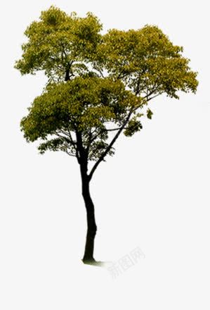 黄色树林小区景观装饰png免抠素材_新图网 https://ixintu.com 小区 景观 树林 装饰 黄色
