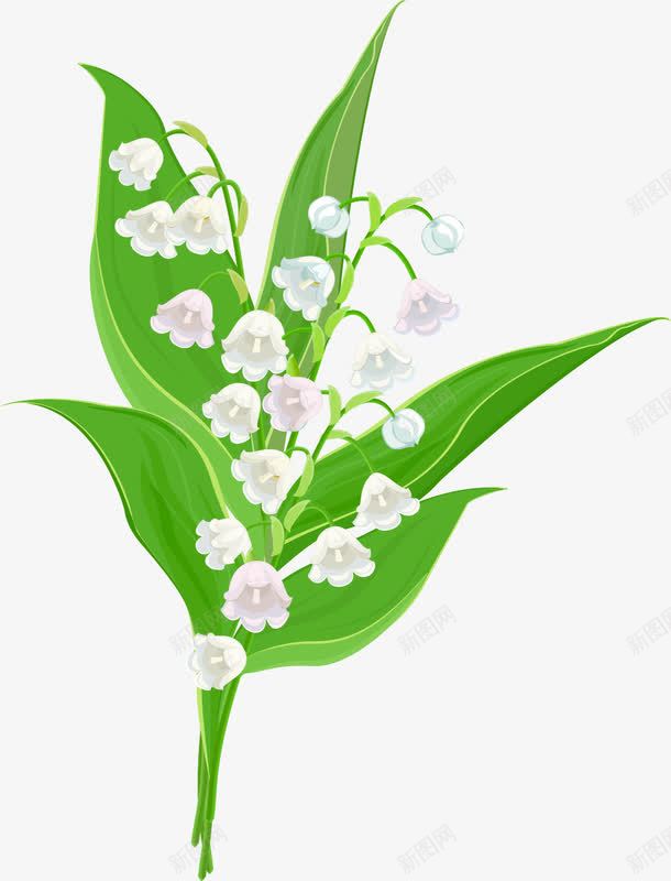 手绘铃兰花png免抠素材_新图网 https://ixintu.com 手绘铃兰花 手绘铃兰花矢量图 矢量手绘铃兰花 矢量铃兰花