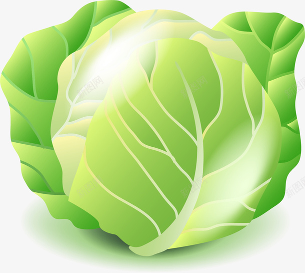 洋白菜卷心菜矢量图eps免抠素材_新图网 https://ixintu.com 卷心菜 洋白菜 食物 矢量图