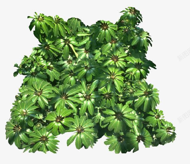 景观风景树灌木龙葵png免抠素材_新图网 https://ixintu.com 植物 灌木 风景树 龙葵