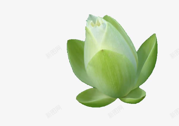 青色的花苞png免抠素材_新图网 https://ixintu.com 花 花朵 花苞 青色的花苞