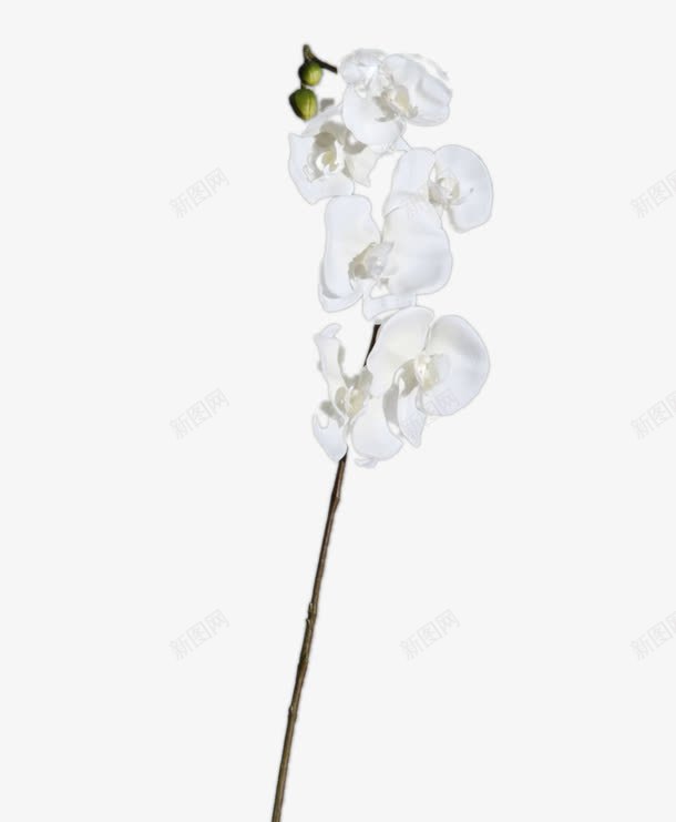 手绘花朵绿植花卉png免抠素材_新图网 https://ixintu.com 唯美花卉图片 手绘花朵 植物花卉 背景 花朵 鲜花 鲜花元素