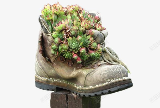 创意鞋子里的植物png免抠素材_新图网 https://ixintu.com 创意 树桩 植物 绿色 鞋子
