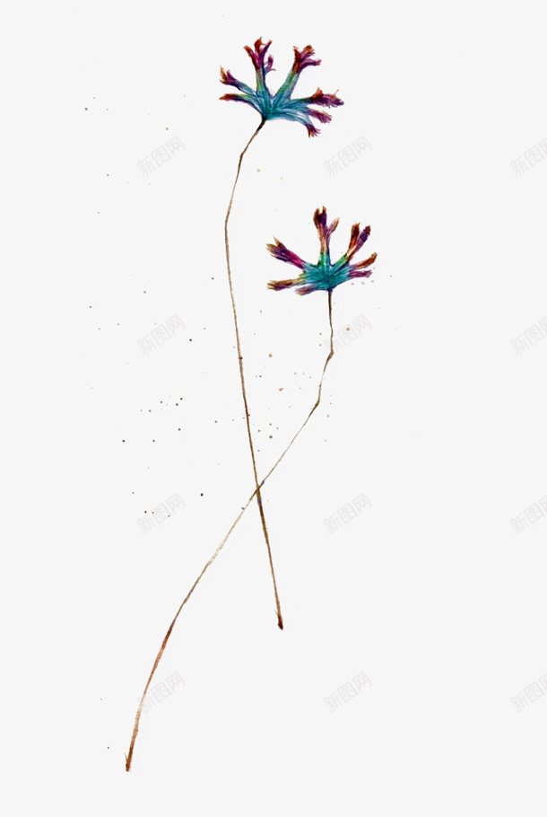 手绘双生花png免抠素材_新图网 https://ixintu.com PNG图形 PNG装饰 双生花 手绘 植物 装饰