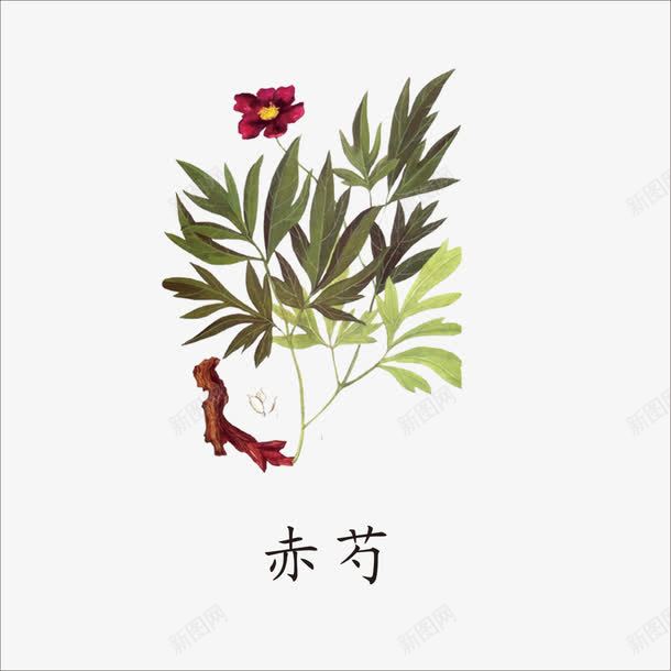 赤芍png免抠素材_新图网 https://ixintu.com 中药 本草纲目 草药 药材