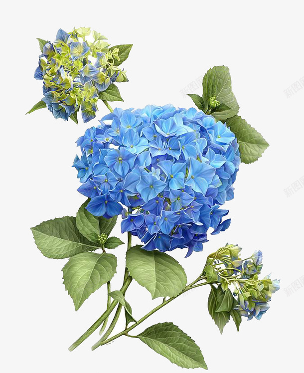 蓝紫色装饰花束psd免抠素材_新图网 https://ixintu.com 手绘 紫色 花束 蓝色 装饰