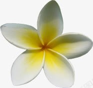 白色花朵鸡蛋花png免抠素材_新图网 https://ixintu.com 白色 花朵 鸡蛋花