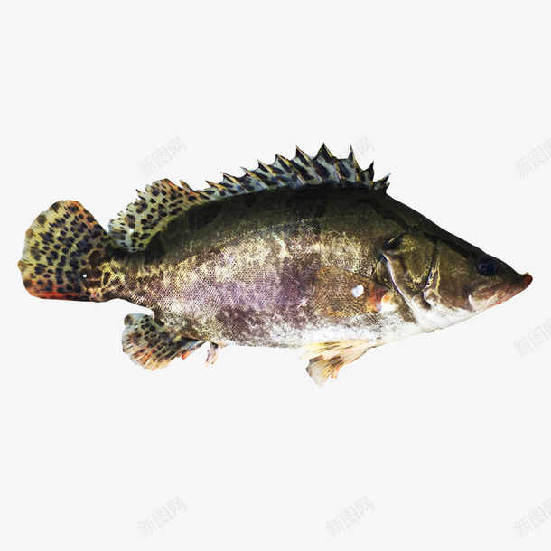 鳜鱼桂鱼新鲜桂鱼png免抠素材_新图网 https://ixintu.com 大鳜鱼 新鲜鳜鱼 活鳜鱼 鳜鱼