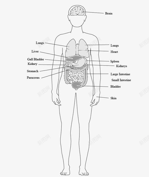 人体器官穴位图png免抠素材_新图网 https://ixintu.com 人体 人体穴位 人体穴位图 人物