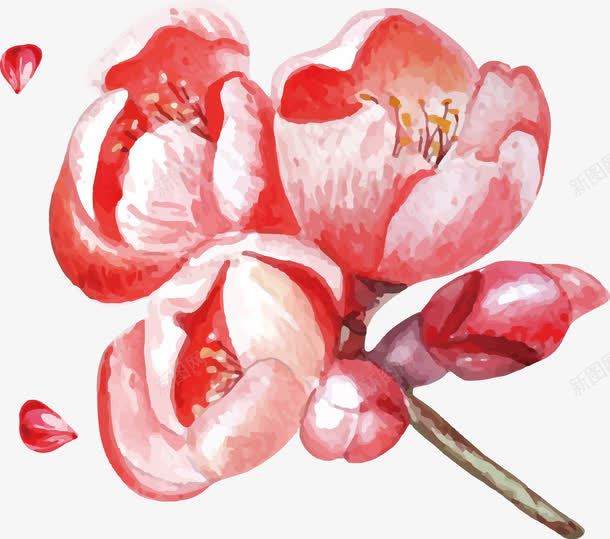 手绘花卉png免抠素材_新图网 https://ixintu.com 手绘 植物 水彩 石榴花 红色 花卉