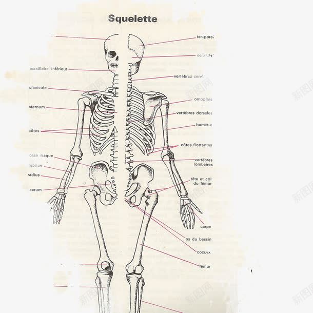 人体骨骼图png免抠素材_新图网 https://ixintu.com 医疗 解剖图 骨头 骨头人 骨骼