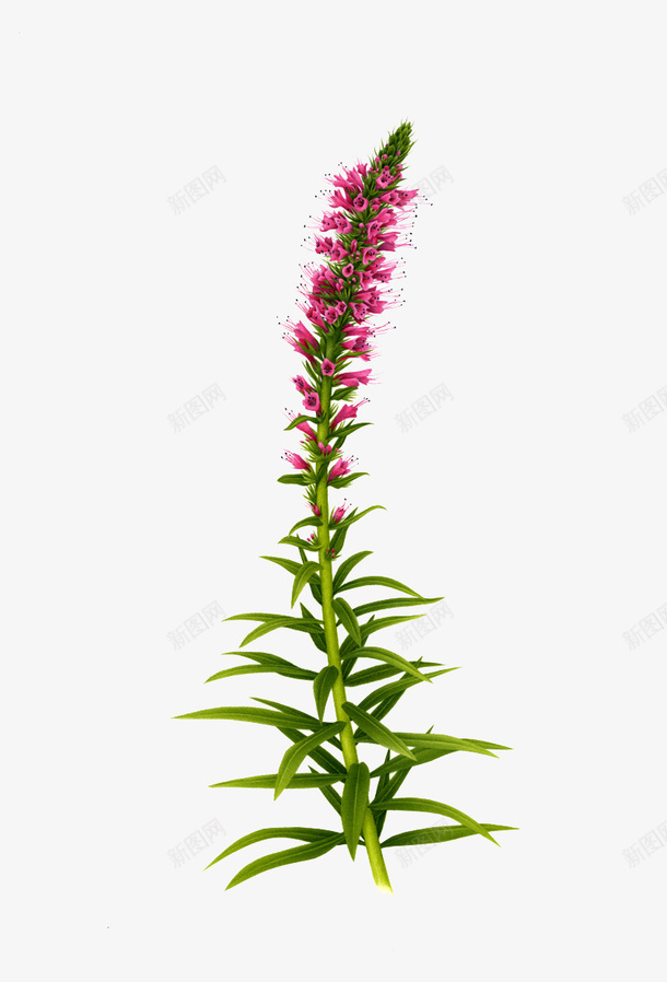 红色花朵绿色植物png免抠素材_新图网 https://ixintu.com 植物 红色花朵免费下载 花儿 花卉 花朵 花瓣