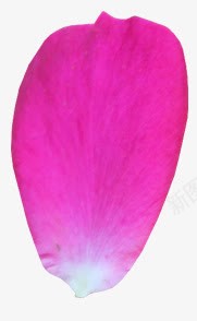 粉色的一朵花瓣png免抠素材_新图网 https://ixintu.com 粉色 花瓣