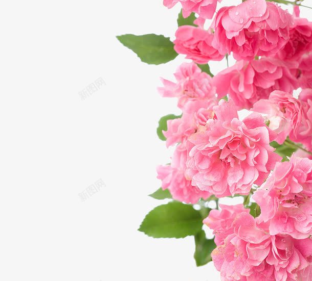 粉色鲜花背景png免抠素材_新图网 https://ixintu.com 化妆品元素 植物 粉色 背景装饰 鲜花