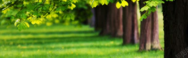 化妆品绿色背景jpg背景图_新图网 https://ixintu.com 化妆品 绿色 背景
