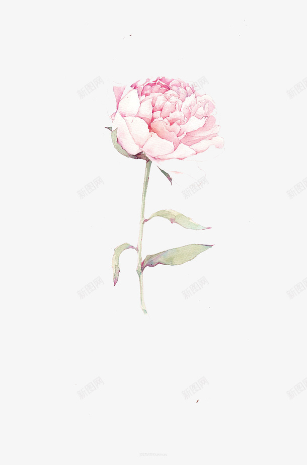唯美水彩手绘鲜花png免抠素材_新图网 https://ixintu.com 卡通 唯美 手绘 手绘插画 插画 水彩 花卉 鲜花