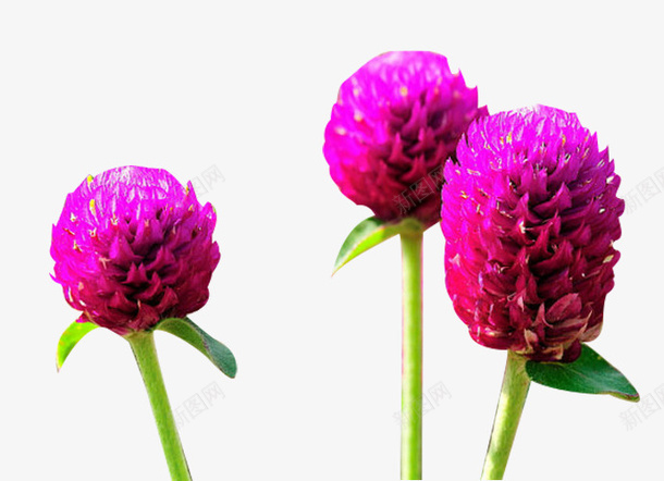千日红花卉psd免抠素材_新图网 https://ixintu.com 千日红 植物 花卉 花朵 鲜花