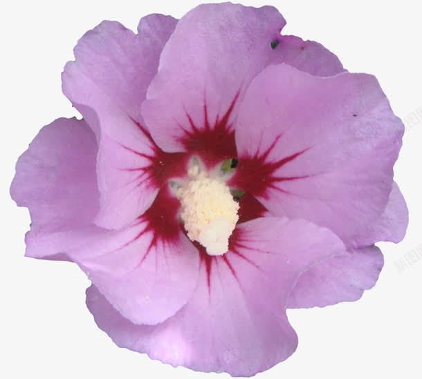 手绘花朵唯美背景png免抠素材_新图网 https://ixintu.com 卡通鲜花 花卉图案 花朵 花朵图片 鲜花 鲜花元素 鲜花矢量