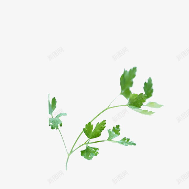 芹菜叶子一株png免抠素材_新图网 https://ixintu.com 一株 免费抠图 叶子 简图 绿色 芹菜叶子实图 蔬菜