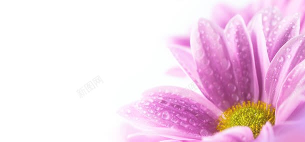 花语背景jpg设计背景_新图网 https://ixintu.com 水果 淘宝背景 花朵 花语