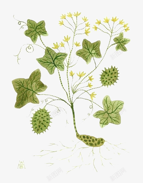 手绘绿色植物png免抠素材_新图网 https://ixintu.com 古典 植物 绿色 药草