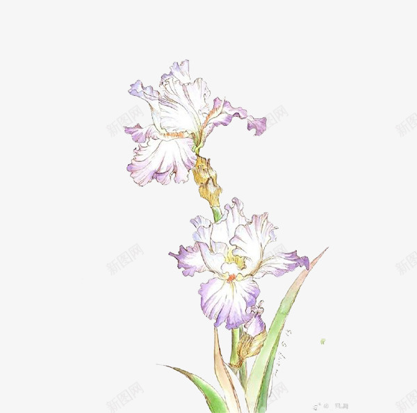 手绘水彩花朵png免抠素材_新图网 https://ixintu.com 手绘 水彩 素雅 花朵