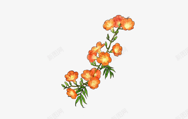 手绘凌霄花png免抠素材_新图网 https://ixintu.com 凌霄花 手绘 橙黄色花朵 花朵免抠素材