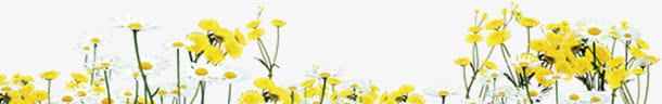 黄色向日葵花朵装饰六一儿童节png免抠素材_新图网 https://ixintu.com 六一儿童节 向日葵 花朵 装饰 黄色